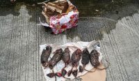 Kantor Tempo dapat kiriman bangkai tikus dipenggal