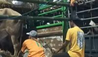 Antrean panjang truk bermuatan sapi di Pelabuhan Poto Tano dan Pelabuhan Lembar