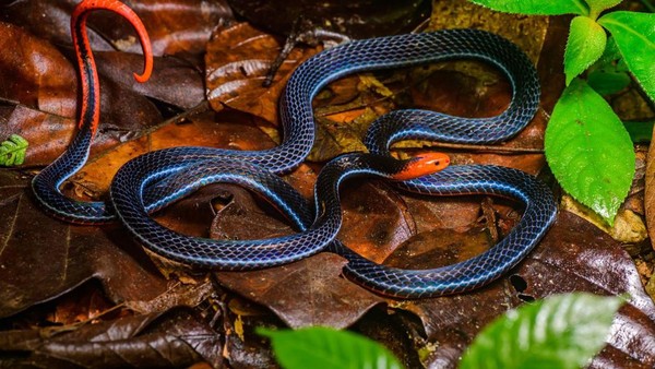 Ular cabe. Foto: dok. Laman Thai National Parks