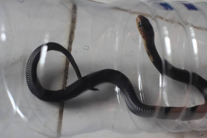 Kobra Jawa (istimewa)