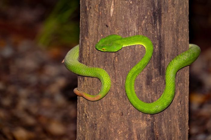 Trimeresurus Albolabris ( Freepik)