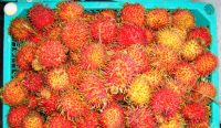 Rambutan