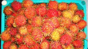 Rambutan