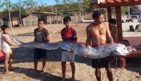 oarfish