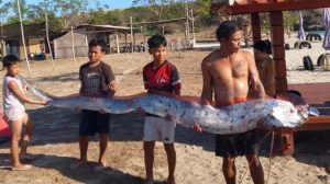 oarfish