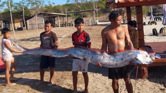 oarfish